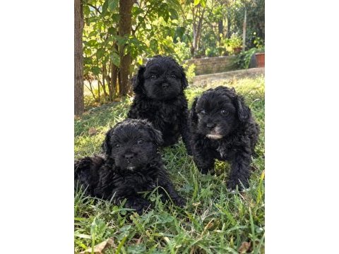 Maltipoo yavrular hazır