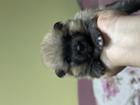 Pomeranian köpekler