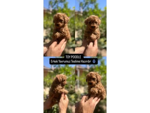 Toy poodle yavrular