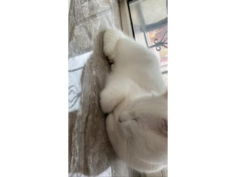 Pamuk için umut olmak istermisin