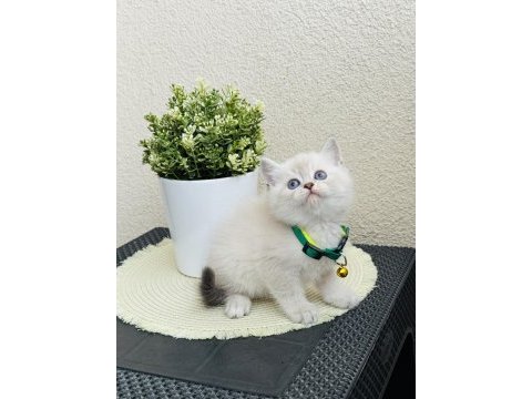 British shorthair lynx point yavrular