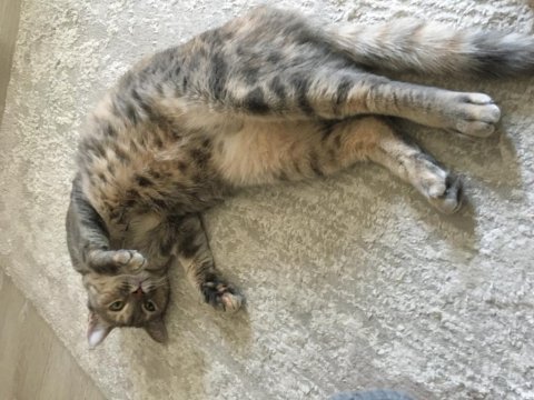 Bu masum tekir kucak kedisine yuva olur musunuz?