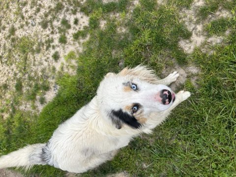 Sahiplendirilecek border collie
