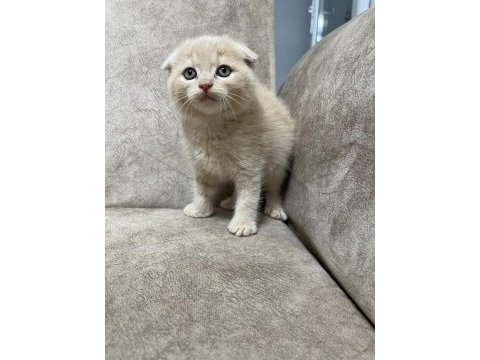 Ayi surat top kafa sıfır kulak bebiş kedimiz