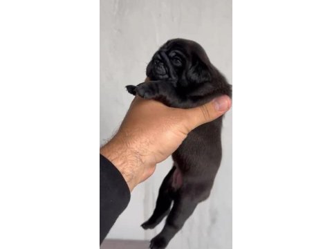 Pug mops yavrular ırk sağlık garantili