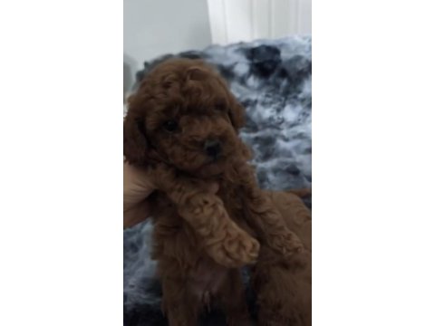Sağlık ve ırk garantili ev yavrusu poodle
