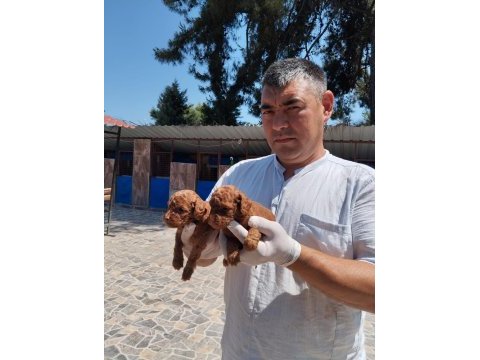 Toy poodle yavrularımız ruhsatlı çiftliğinden
