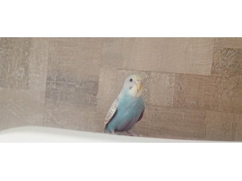 Muhabbet kuşu rainbow 5 aylık