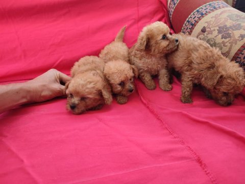 Toy poodle bebekler 45 günlük