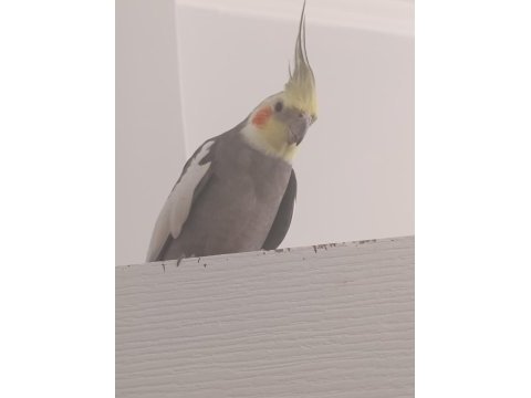 3 yaşında damızlık konuşan erkek sultan papağanı