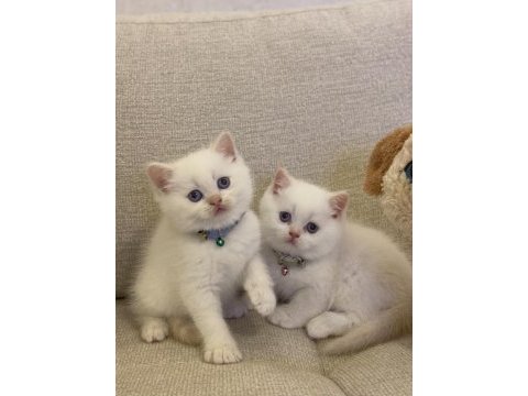 Brıtısh shorthair red point yavrularım 