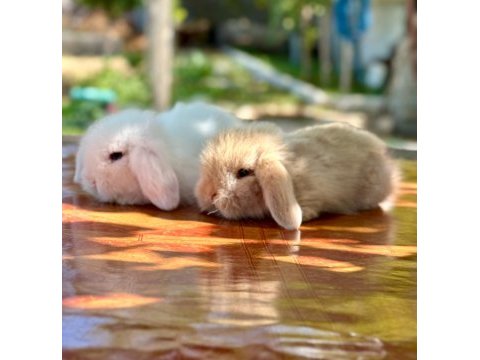 Hollanda teddy lop beyaz mavi göz tavşan