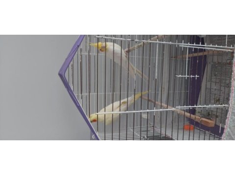 Safkan kırmızı göz lutino albino sultan papağanı