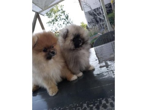Şampiyon babadan erkek dişi pomeranian yavrular