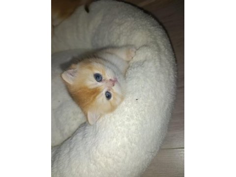 Golden british shorthair bebeklerimiz