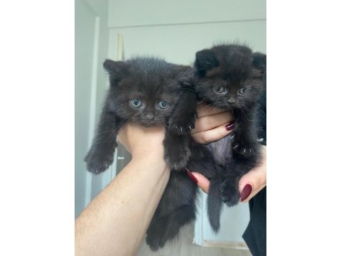 Scottish fold kedimiz