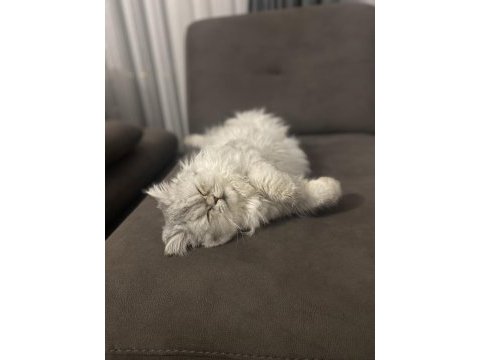 1 yaşında aslan chinchilla kedimiz