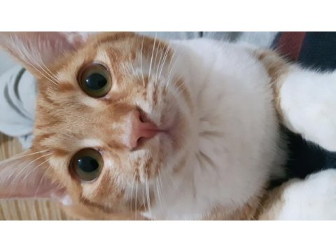 1 yaşında pamuk sarman