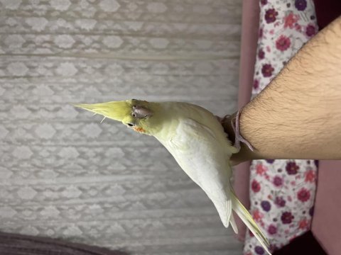 Lutino sultan papağanı