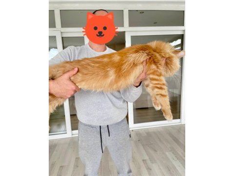 Show class xl mainecoon red erkek