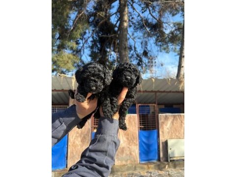 Siyah toy poodle yavrularımız