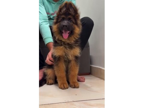 Ev ortamında yetiştirilmiş cane corso yavrularımız