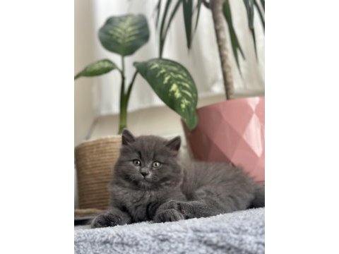British longhair ömürlük yuva aranıyor