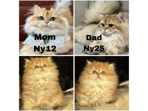 Absolu kan hattı ny12 2 aylık erkek kedimiz