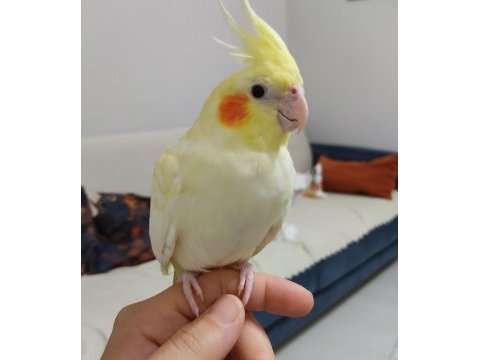 Yavru sultan papağanı 4 aylık