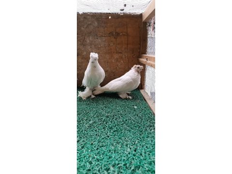 Özbek taklacı güvercini (çift tepeli gülbademler)