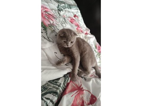 Scottish fold lilac kedimiz
