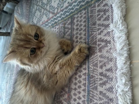 British longhair kızımıza ömürlük yuva arıyoruz