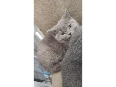 British shorthair 1 şubat doğumlu