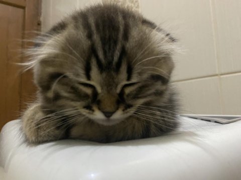Scottish fold 2 aylık