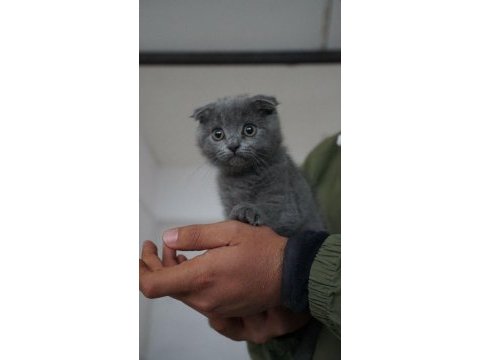 2 aylık dişi yavru kediler
