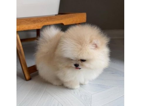 Göz alıcı tüy yapısına sahip pomeranian boo