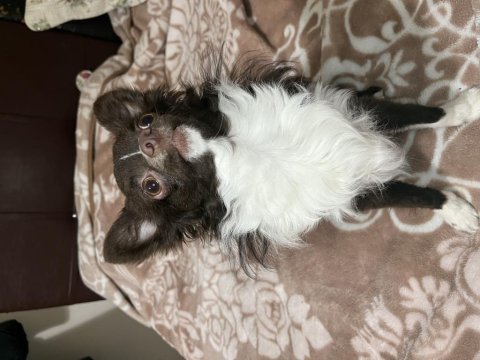 Chihuahua köpeğimize gelin adayı arıyoruz