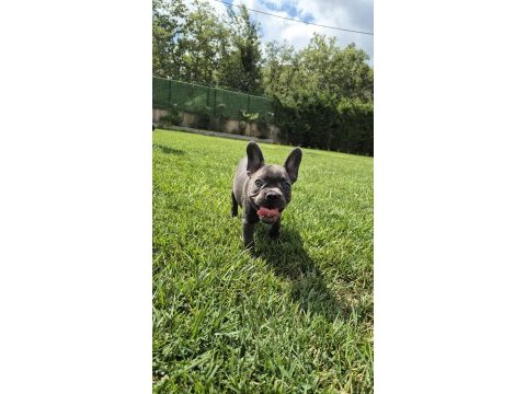 Blue french bulldog yavruları