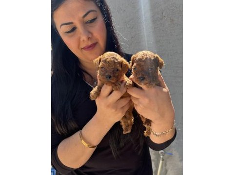 Red brown kilo garantili toy poodle yavrularım