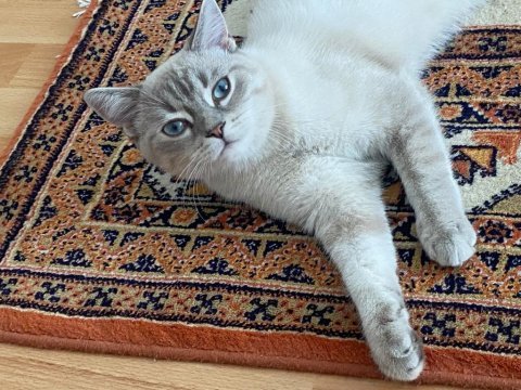 Acil kısırlaştırılmış erkek british shorthair kırması