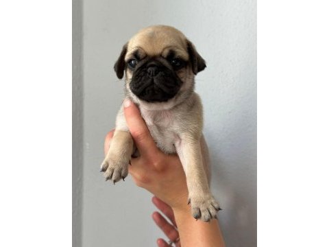Pug mops yavrularımız