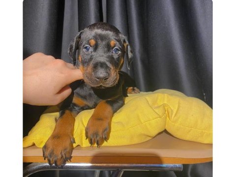 Safkan veterinerden garantili doberman yavruları