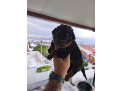 Rottweiler yavruları