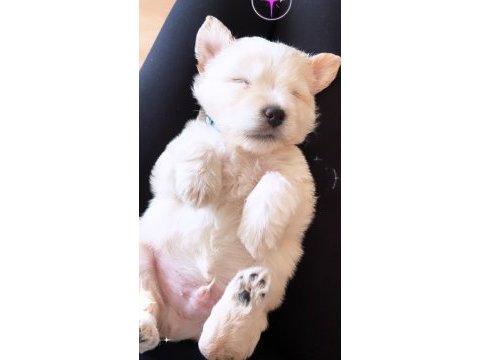 2 aylık yavru maltipoo