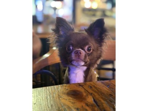 Çikolata longhair chihuahua