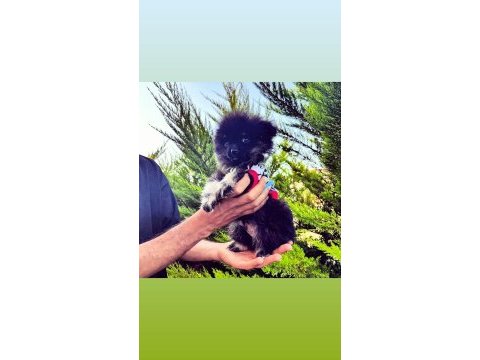 Varsa daha iyisi o da annesi pomeranian boo