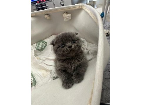 Yavru british shorthair