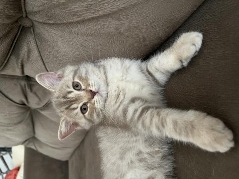 British shorthair