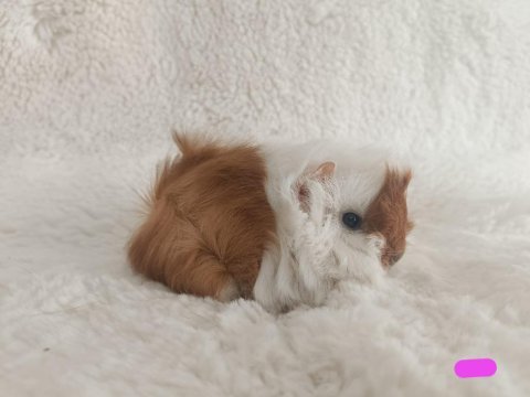 Sevimli guinea pig yavrularımız