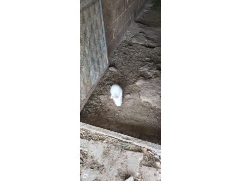 4 adet yeni zelanda